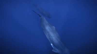 "The calf chooses to wait this one out." - Secrets of the Whales