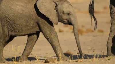 The calf and her herd - Surviving Paradise: A Family Tale