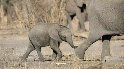 The calf and her mother
need it the most. - Surviving Paradise: A Family Tale