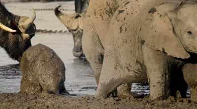 The calf is learning… - Surviving Paradise: A Family Tale