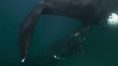 The calf is totally dependent
on its mother. - Planet Earth III