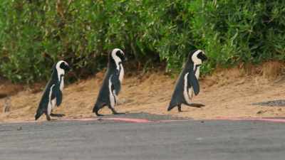 The Car Park Gang has been watching. - Penguin Town
