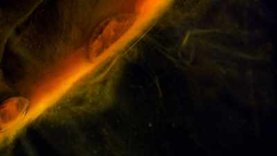 The carbon, the
nitrogen, the oxygen, - One Strange Rock