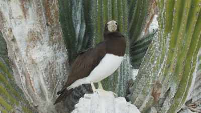 The cardones thrive because
they're uniquely able - The Green Planet