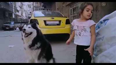 The cat ate the dog's food. - Dogs