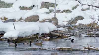 The cat's bold approach
should concern the ducks. - Epic Yellowstone