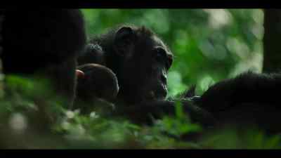 The central chimps have been caught off guard before. - Chimp Empire