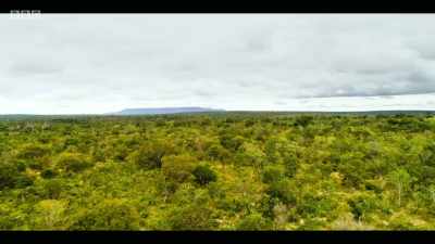 The Cerrado is very special - Extinction: The Facts