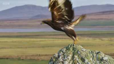 The challenge was to capture
this behaviour - Wild Isles