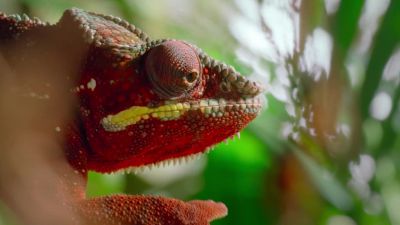 The chameleon locks on... - Tiny World
