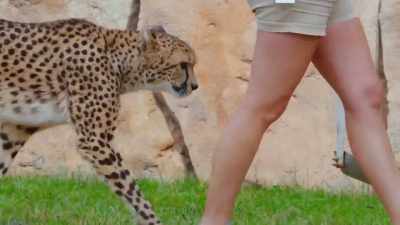 The cheetahs are getting ready
for their yearly vaccinations. - Secrets of the Zoo