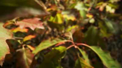 The chemical substances
that are left behind - The Green Planet