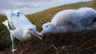 The chick will need a regular
supply of regurgitated fish and squid. - Blue Planet II