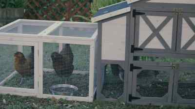 The chicken poop feeds the garden. - A Christmas in New Hope