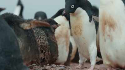 The chicks are soaking. - Frozen Planet II