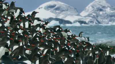 The chicks have lost their down feathers
and they're hungry. - Seven Worlds, One Planet