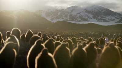 The chicks must stay exactly
where their parents left them - Seven Worlds, One Planet
