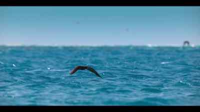 The chicks need to build their stamina, - Our Oceans