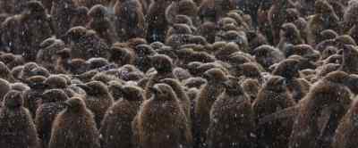 The chicks only
refuge from the cold - Our Universe