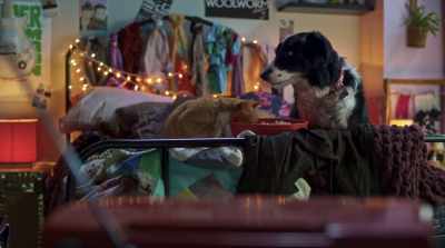 The chief said we can only
use pets from within this building. - Cats & Dogs 3: Paws Unite