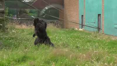 The chimp took a liking to
me instantly for some reason - Liverpool Narcos