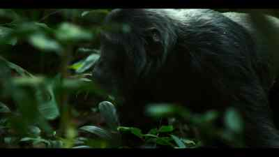 The chimps are listening for calls - Chimp Empire