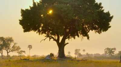 The chink in her pride's armor
is the king himself. - Surviving Paradise: A Family Tale