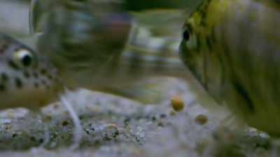 The cichlid mother
collects every egg she can see. - Seven Worlds, One Planet