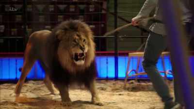 'The circus ban on wild animals - Britain's Tiger Kings - On the Trail with Ross Kemp