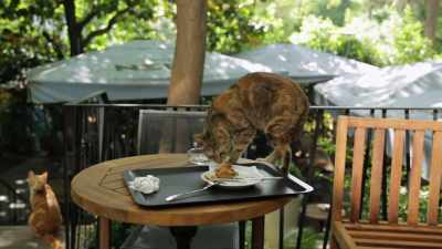 The city no longer accommodates them. - Kedi