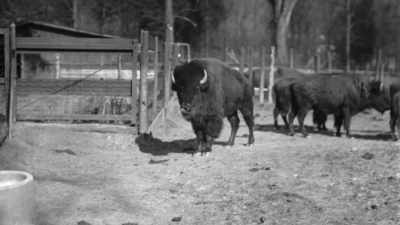 The close confines of zoos, - The American Buffalo