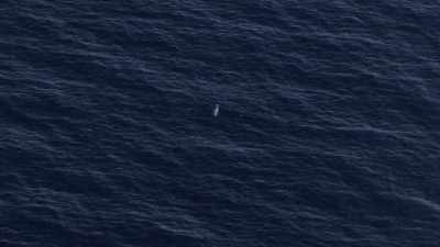 "The closest one is now 600 miles away." - Secrets of the Whales