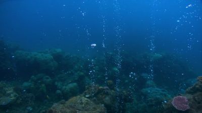 The co2 reacts with water - Racing Extinction