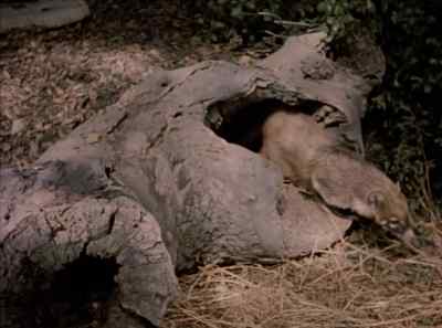 The coatis are by choice
tree-dwellers - The Living Desert