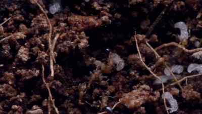 The colony's sterile worker ants
attack it on the dominant - Micro Monsters with David Attenborough