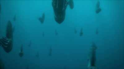 The combination of a streamlined profile
and a powerful siphon enables them - Prehistoric Planet