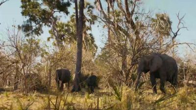 The commotion attracts other elephants from miles around. - Big Beasts