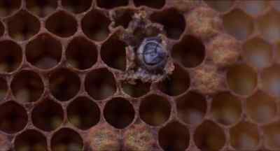 The complete metamorphosis - Invasion of the Bee Girls