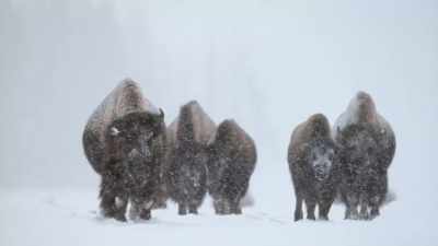 The conquest of the continent - Epic Yellowstone