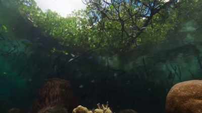 The corals are protected by mangroves, - Planet Earth III