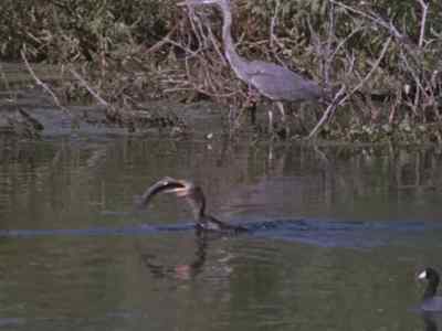 The cormorant
is another expert - Prowlers of the Everglades