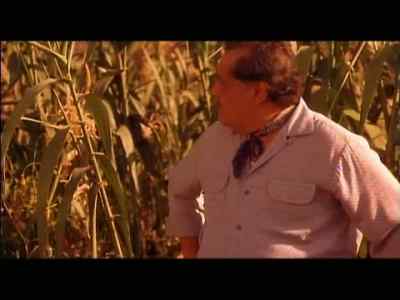 The corn is strong.
So are the weeds. - My Family