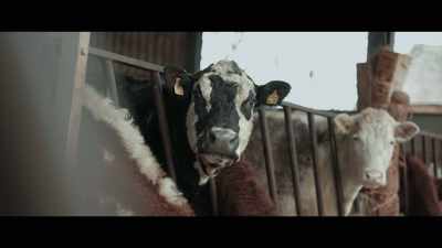 The cost that we had been burdened with
from doing what we're doing is, - 73 Cows