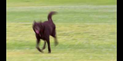 The coughing had resolved
at least initially, - Koko: A Red Dog Story