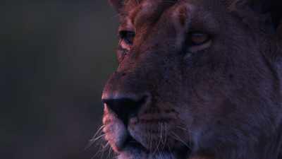 The couples now face weeks
of waiting while their eggs develop. - Dynasties