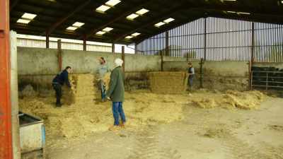 The cows are going to be put
in this big barn - Tractor Ted