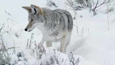The coyote spends
much of its year alone. - Epic Yellowstone