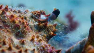 The crab is unprotected - Blue Planet II