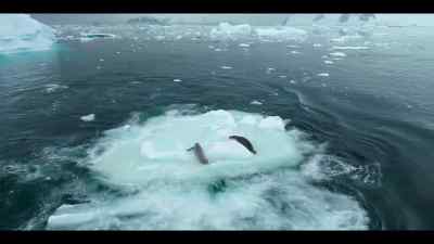 The crabeater gets right back on, - Our Oceans