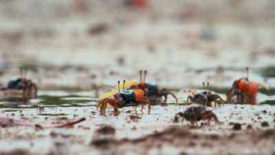 The crabs can see objects that are
close to them reasonably well. - Attenborough's Life in Colour